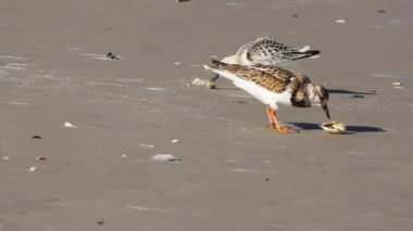 Atlantik köstebek yengeçlerinden (emerita talpoida) Assateague Adası plajında beslenen Calidris pusilla (yarı palmiye çulluğu) görüntüsü. Bir ısırık almaya gelen başka bir çulluğu korkutur..