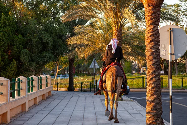Jordanian Man Wearing Traditional Arabic Clothes Riding Dromedary Camel Side — Stock Photo, Image