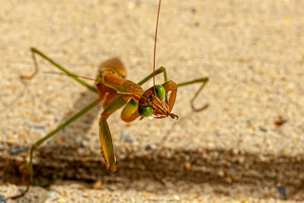 在混凝土地面上 近距离观察成年雄性中华螳螂 Tenodera Sinensis Sinensis 的独立景观 它在咬一只刚被它抓住的蚂蚁 — 图库照片