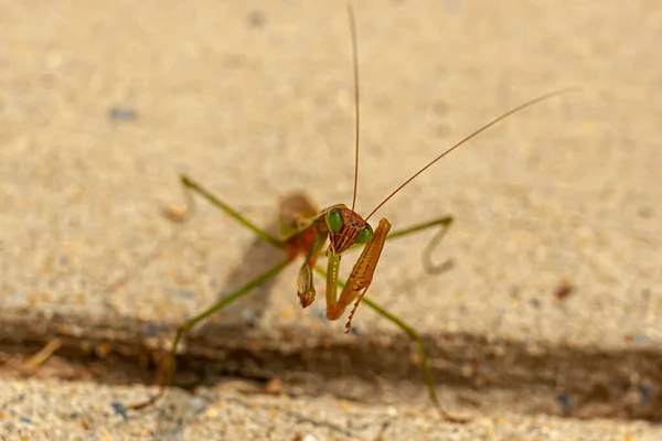 Vue Rapprochée Isolée Mâle Adulte Tenodera Sinensis Sinensis Mante Chinoise — Photo