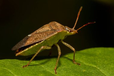 Yeşil bir yaprağın üzerinde yeşil bir böceğin (nezara viridula) makro görüntüsü. Kahverengi sonbahar renklendirmesi var. Fasulye ve soya fasulyesi gibi ekinlerle beslenen ekonomik açıdan önemli bir zarardır.. 