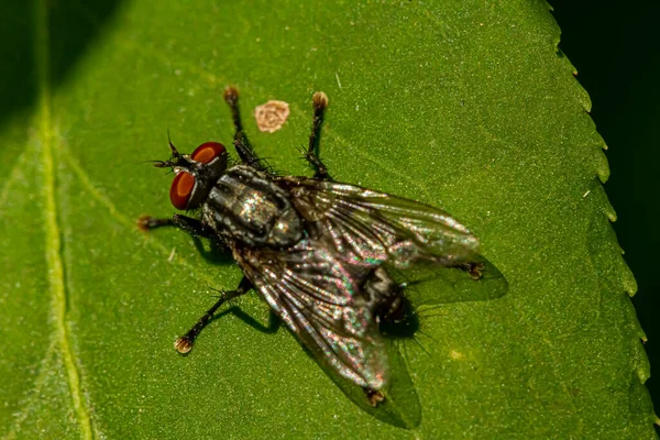 Fechar Imagem Macro Uma Mosca Casa Uma Folha Verde Lado — Fotografia de Stock