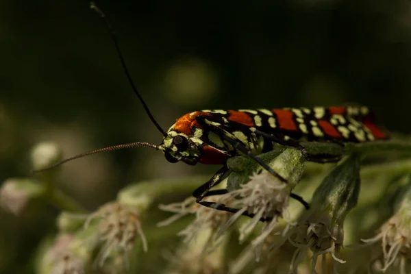 在白色盆景花上的爱兰花线虫蛾 Atteva Aurea 宏观图像 这种蛾有美丽的天鹅绒橙色翅膀 上面有白色的花纹 它有很长的触角和舌头 — 图库照片