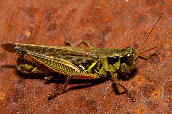 Close Macro Lens Image Red Legged Grasshopper Melanoplus Femurrubrum Rusty — Stock Photo, Image