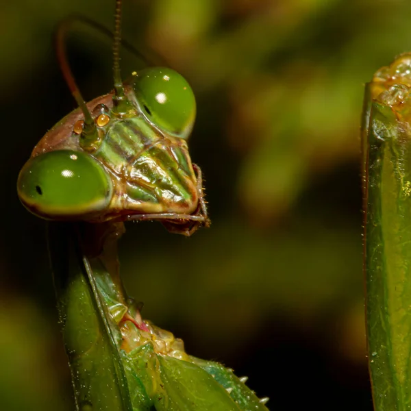 头像在植物上拍摄的中国成年螳螂 Tenodera Sinensis 的宏观镜头图像 图为它的复眼 天线以及有力手臂的细节 — 图库照片