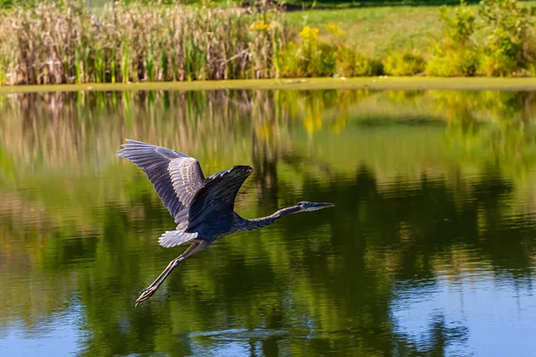 Zbliżenie Obrazu Wielkiej Niebieskiej Czapli Ardea Herodias Latającej Nad Stawem — Zdjęcie stockowe