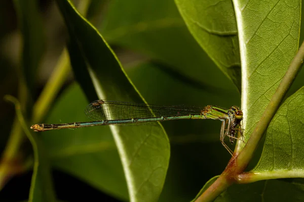 Macro Imagen Una Ischnura Posita Frágil Bifurcación Una Mosca Damisela —  Fotos de Stock