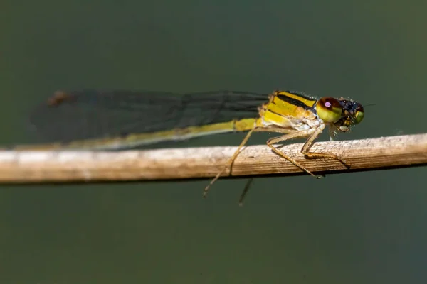 Imagen Macro Aislada Una Ischnura Posita Frágil Bifurcación Una Mosca —  Fotos de Stock