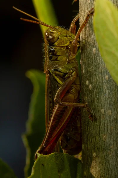 红腿蚱蜢 Melanoplus Femurrubrum 在植物分枝上的近视宏观镜头图像 它被用于气候变化研究 因为它的觅食行为受到温度的调节 — 图库照片