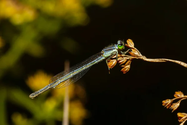 Zavřít Izolovaný Makro Obraz Ischnura Posita Křehký Vidlicový Ocas Damselfly — Stock fotografie