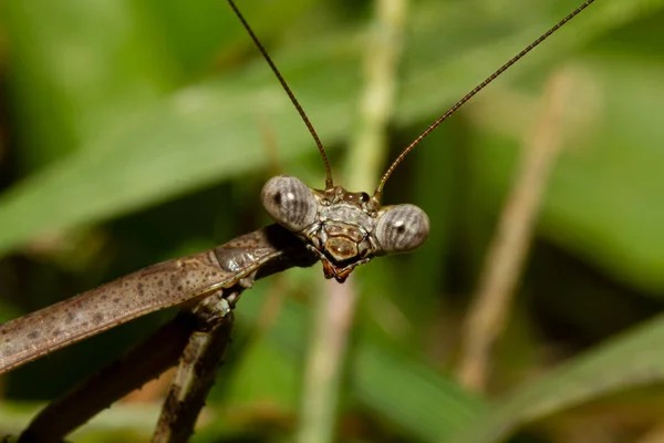 Head Shot Close Macro Lens Image Adult Carolina Mantis Plant — Stock Photo, Image