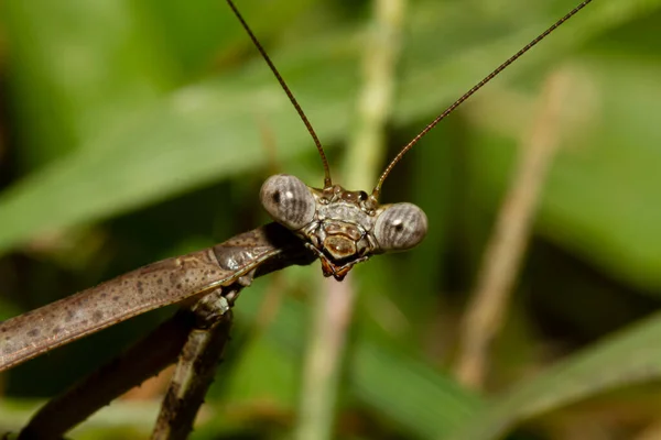 Una Foto Cabeza Cerca Macro Lente Imagen Una Mantis Carolina —  Fotos de Stock