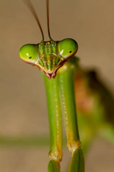 头像在植物上拍摄的中国成年螳螂 Tenodera Sinensis 的宏观镜头图像 图为它的复眼 天线以及有力手臂的细节 — 图库照片