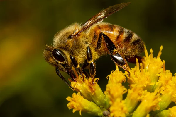 Close Isolated Image Honey Bee Walking Yellow Late Goldenrod Flower — Stock Photo, Image