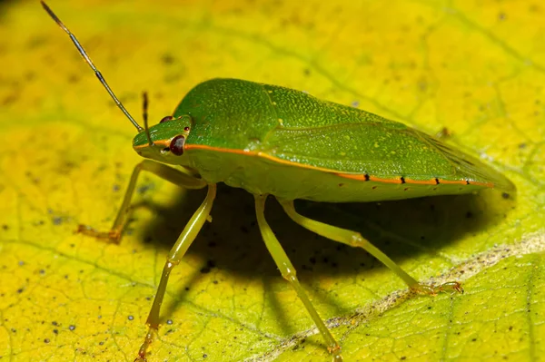 Imagem Macro Percevejo Verde Sul Nezara Viridula Uma Folha Amarela — Fotografia de Stock