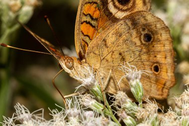 Yaygın kemikleşmiş yabani çiçeklerin üzerinde yaygın bir Buceye Kelebeği 'nin (junonia coenia) makro lens resmini kapat. Bu kadife kanatlı kahverengi bir kelebek ve göze çarpan şekilleri var. Göçmendirler..