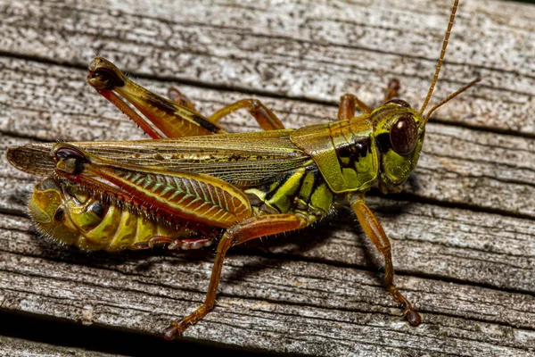 一只红色腿蚱蜢 Melanoplus Femurrubrum 在木板上的近视宏观镜头图像 由于喂食行为受温度的影响 它被用于气候变化研究 — 图库照片