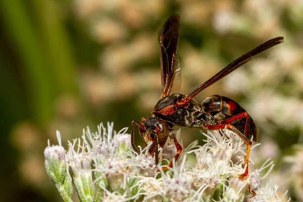 Metrik kağıt eşekarısı (polistes metricus) adı verilen yeşil kahverengi gözlü siyah ve kırmızı bir eşekarısı, yaygın boneset beyaz çiçekler üzerinde yürüyor, nektar emiyor ve tozlaşıyor. Böcek polenlerle kaplı..