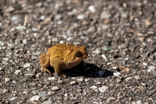 image of an Eastern American toad (anaxyrus americanus americanus) a native amphibian found in eastern USA and Canada. This brown warty toad is seen on concrete ground.