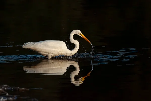 Isolated Image Great Egret Adrea Alba Also Known Great White — Stock Photo, Image