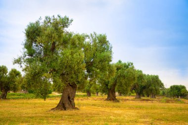 Zeytin ekimi ile İtalya'nın Apulia bölgesinde eski zeytin ağacı