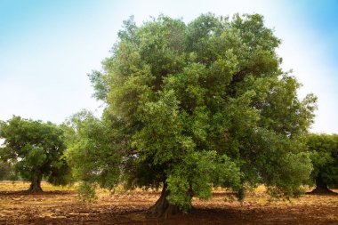 Zeytin ekimi ile İtalya'nın Apulia bölgesinde eski zeytin ağacı