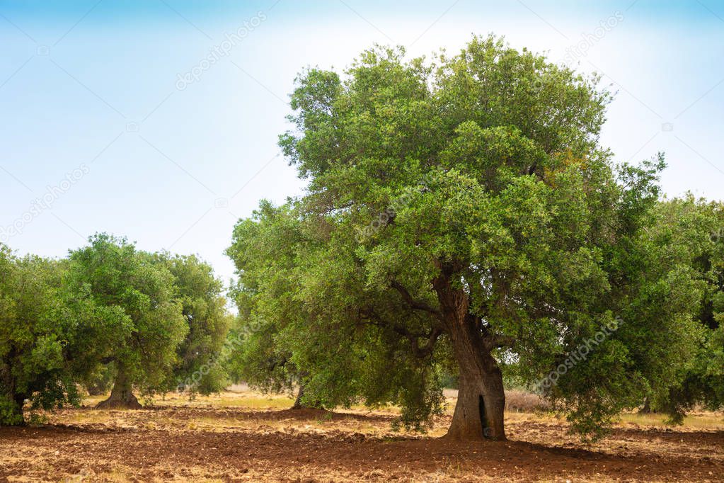 Olive plantation with old olive tree in the Apulia region of Italy
