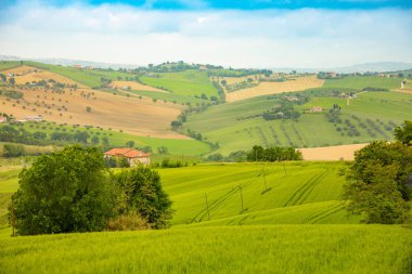 İtalyan İl Ancona İtalya Yaz alanlarındaki kırsal manzara