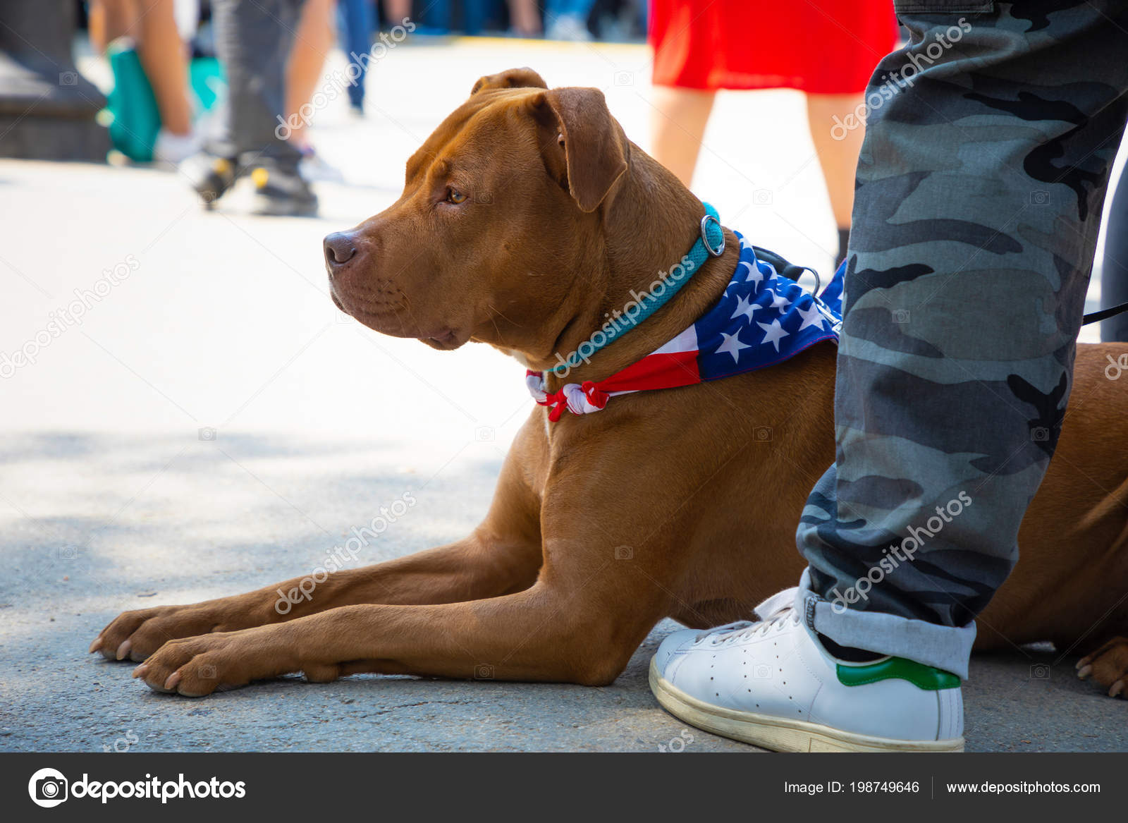 Pitbull dog laying down near his owner legs on the street Stock Photo by  ©DTatiana 198749646