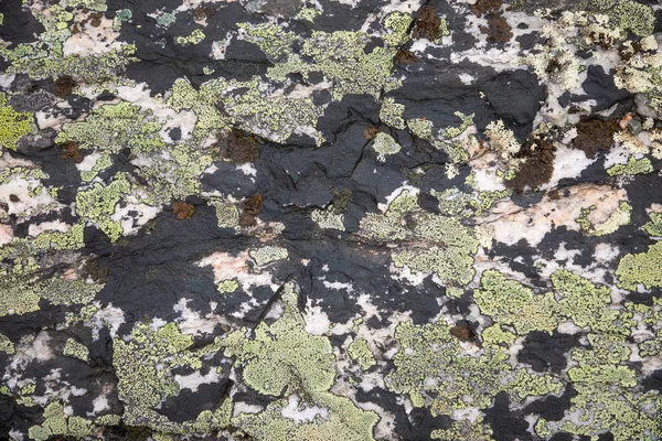 Moss sobre pedra, fundo natural colorido, Noruega — Fotografia de Stock