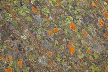 Moss taş, renkli doğal backgroung, Svartesien, Norveç