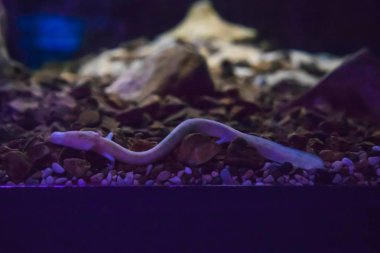 Olm veya Proteus'u mu yoksa Proteus anguinus suda yaşayan bir semender ailesi Proteidae, sadece sadece mağaralarda yaşayan Kordalılar türler Avrupa'da, Slovenya bulunur