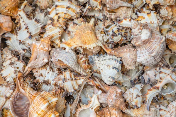 Sfondo marino, un sacco di conchiglie ammucchiate insieme — Foto Stock