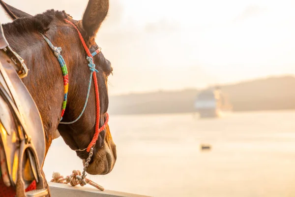 Burro tradicional em escadas em Thira, Santorini Island, Grécia — Fotografia de Stock