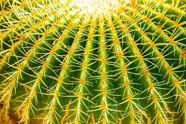 Крупный план зеленого Кактуса Золотой Бочки или Echinocactus grusonii в качестве фона, текстуры — стоковое фото