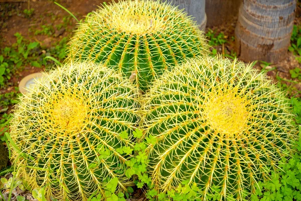 Крупный план зеленого Кактуса Золотой Бочки или Echinocactus grusonii, текстура — стоковое фото