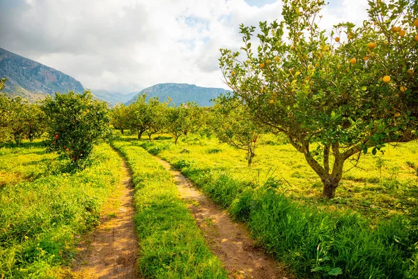 Limon ağaçları Sicilya, İtalya'narenciye Grove