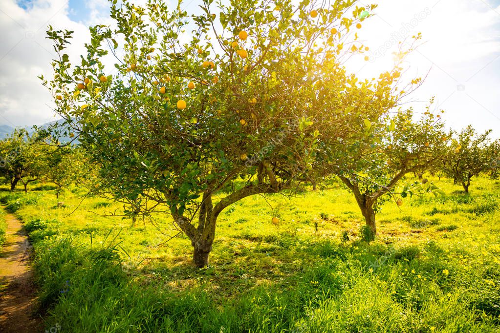 Lemon trees in a citrus grove in Sicily, Italy