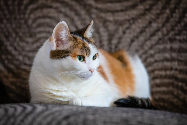 Милая трехцветная кошка лежит дома на диване — стоковое фото