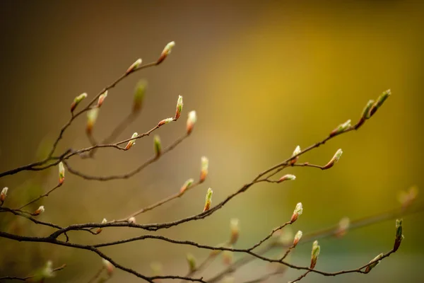 Fresh new leaves of spring tree close-up on green bokeh background, natute — Stock Photo, Image