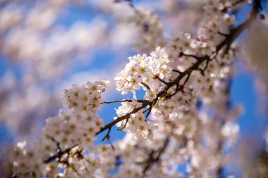 Bahar aylarında bahçede ve parkta çiçek açan elma ağaçları Bahçesi, Prag, Çek Cumhuriyeti