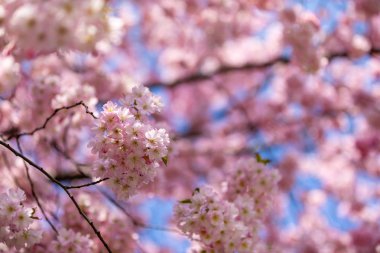 Arka planda açık mavi gökyüzü ile pembe Sakura çiçekler. Bahar, Prag, Çek Cumhuriyeti çiçeklenme kiraz ağacı veya Doğu Asya kiraz