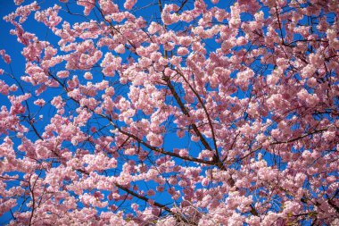 Arka planda açık mavi gökyüzü ile pembe Sakura çiçekler. Bahar, Prag, Çek Cumhuriyeti çiçeklenme kiraz ağacı veya Doğu Asya kiraz