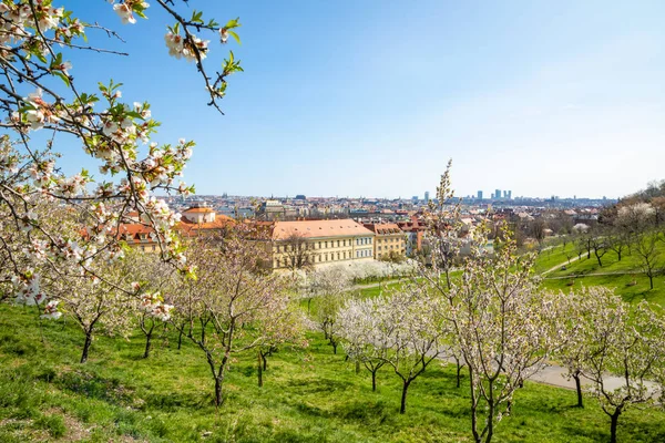Bahar içinde çiçek açan elma ağacı Prag Petrin Tepesi ile şehir veiw, Çek Cumhuriyeti