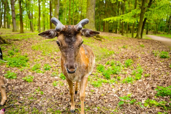 Cervo sul territorio del castello medievale Blatna in primavera, Repubblica Ceca — Foto Stock