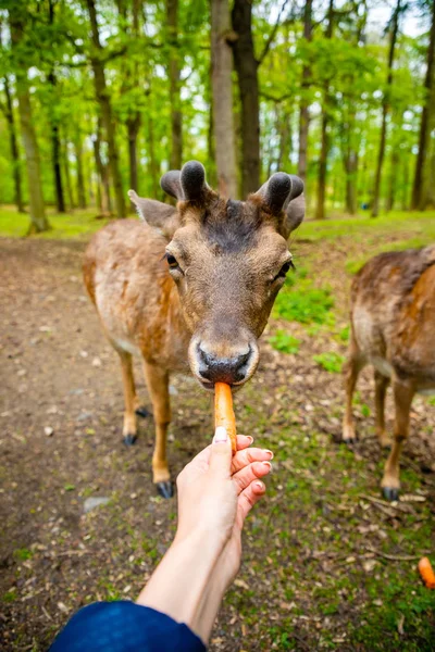 The hands of a young girl feed by an carrota deer in the beautiful park of the Blatna castle, Czech Republic — Stock Photo, Image