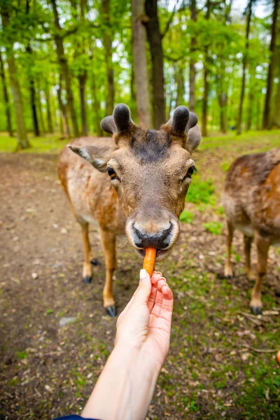 The hands of a young girl feed by an carrota deer in the beautiful park of the Blatna castle, Czech Republic — Stock Photo, Image