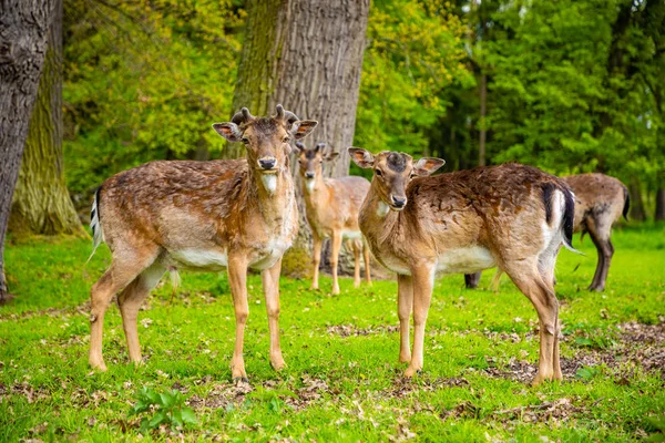 Deers on territory of medieval castle Blatna in spring time, Czech Republic — Stock Photo, Image