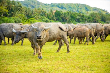 Bufalo sürüsi, Hainan, Çin'de orijinal ekolojik çorap hayvanlar
