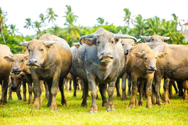 Manada de búfalos, animais de meia ecológicos originais em Hainan, China — Fotografia de Stock